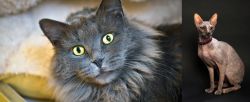 Nebelung vs Don Sphynx - Breed Comparison