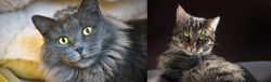 Nebelung vs European Shorthair - Breed Comparison