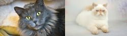 Nebelung vs Exotic Shorthair - Breed Comparison
