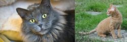 Nebelung vs German Rex - Breed Comparison