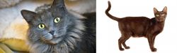 Nebelung vs Havana Brown - Breed Comparison