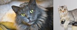 Nebelung vs Jungle-Curl - Breed Comparison