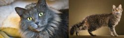 Nebelung vs LaPerm - Breed Comparison
