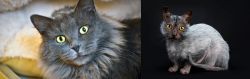 Nebelung vs Lykoi - Breed Comparison