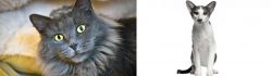 Nebelung vs Oriental Bicolour - Breed Comparison