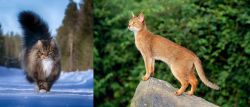 Norwegian Forest Cat vs Abyssinian - Breed Comparison