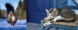 Norwegian Forest Cat vs Aegean - Breed Comparison