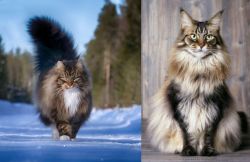 Norwegian Forest Cat vs American Longhair - Breed Comparison