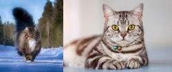 Norwegian Forest Cat vs American Shorthair - Breed Comparison