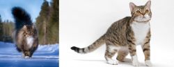 Norwegian Forest Cat vs American Wirehair - Breed Comparison