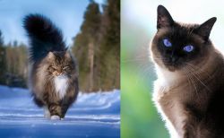 Norwegian Forest Cat vs Applehead Siamese - Breed Comparison