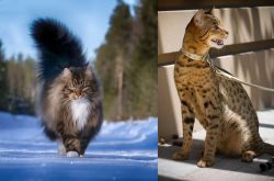 Norwegian Forest Cat vs Ashera - Breed Comparison