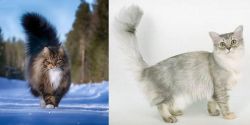 Norwegian Forest Cat vs Asian Semi-Longhair - Breed Comparison