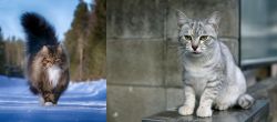 Norwegian Forest Cat vs Australian Mist - Breed Comparison