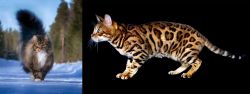 Norwegian Forest Cat vs Bengal - Breed Comparison
