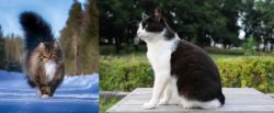 Norwegian Forest Cat vs Bicolor - Breed Comparison
