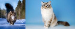 Norwegian Forest Cat vs Birman - Breed Comparison