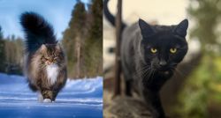 Norwegian Forest Cat vs Bombay - Breed Comparison
