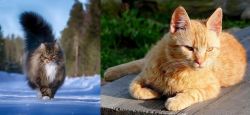 Norwegian Forest Cat vs Brazilian Shorthair - Breed Comparison