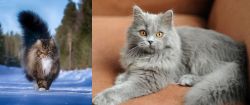 Norwegian Forest Cat vs British Semi-Longhair - Breed Comparison