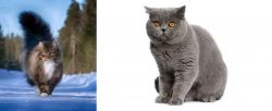 Norwegian Forest Cat vs British Shorthair - Breed Comparison