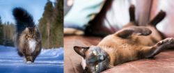 Norwegian Forest Cat vs Burmese - Breed Comparison