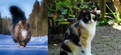 Norwegian Forest Cat vs Calico - Breed Comparison