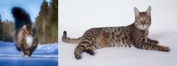 Norwegian Forest Cat vs California Spangled Cat - Breed Comparison