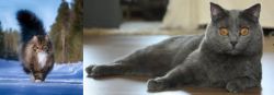 Norwegian Forest Cat vs Chartreux - Breed Comparison