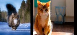 Norwegian Forest Cat vs Chausie - Breed Comparison