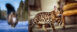 Norwegian Forest Cat vs Cheetoh - Breed Comparison