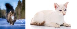 Norwegian Forest Cat vs Colorpoint Shorthair - Breed Comparison