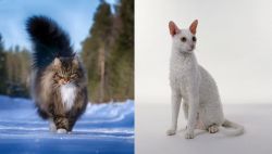Norwegian Forest Cat vs Cornish Rex - Breed Comparison