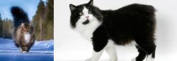 Norwegian Forest Cat vs Cymric - Breed Comparison