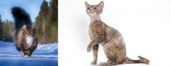 Norwegian Forest Cat vs Devon Rex - Breed Comparison