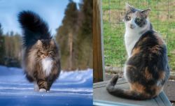 Norwegian Forest Cat vs Dilute Calico - Breed Comparison