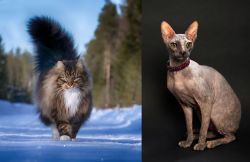 Norwegian Forest Cat vs Don Sphynx - Breed Comparison