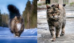 Norwegian Forest Cat vs Farm Cat - Breed Comparison