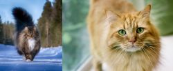 Norwegian Forest Cat vs Ginger Tabby - Breed Comparison