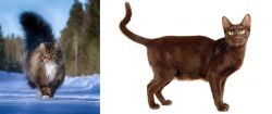 Norwegian Forest Cat vs Havana Brown - Breed Comparison