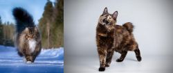 Norwegian Forest Cat vs Japanese Bobtail - Breed Comparison