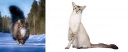 Norwegian Forest Cat vs Javanese - Breed Comparison