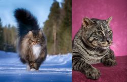 Norwegian Forest Cat vs Machbagral - Breed Comparison