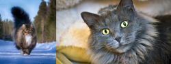Norwegian Forest Cat vs Nebelung - Breed Comparison