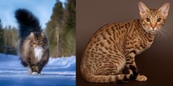 Norwegian Forest Cat vs Ocicat - Breed Comparison