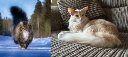 Norwegian Forest Cat vs Oriental Longhair - Breed Comparison