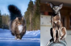 Norwegian Forest Cat vs Oriental Shorthair - Breed Comparison