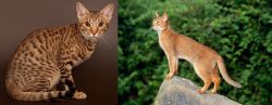 Ocicat vs Abyssinian - Breed Comparison