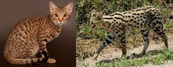 Ocicat vs African Serval - Breed Comparison