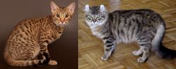 Ocicat vs American Curl - Breed Comparison